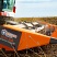 Жатка для подсолнечника Orange Seed SFH 9800